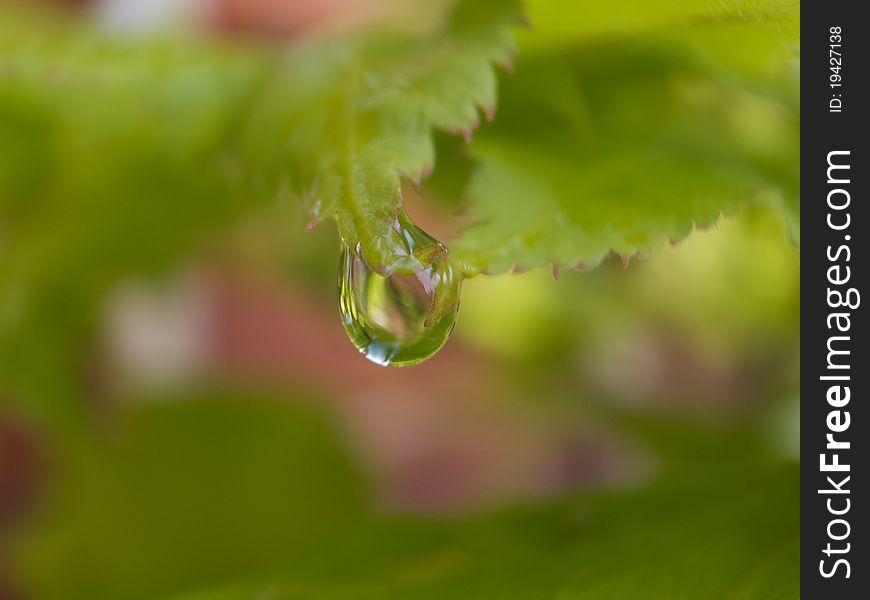 Rain drop hanging from a leaf after a rain shower. Rain drop hanging from a leaf after a rain shower