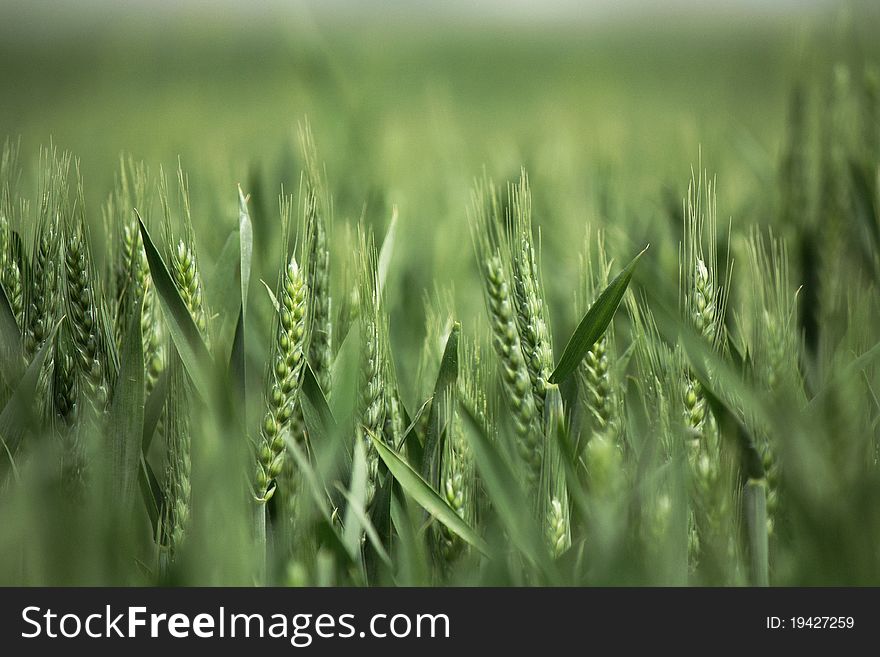 Wheat In The Field