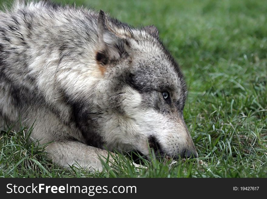 A wolf seating on green  grass. A wolf seating on green  grass