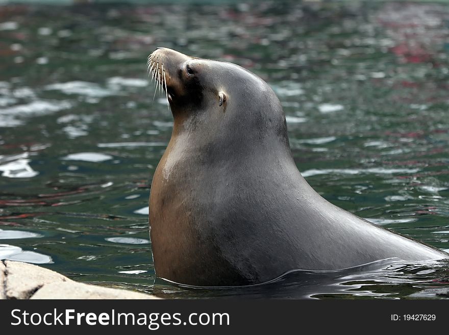 A female  sea lion in profile