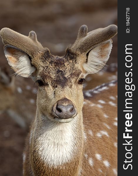 A spotted deer close portrait