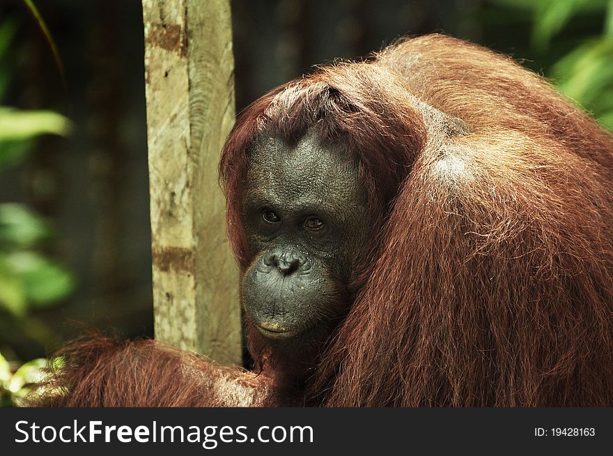 Female Orangutan