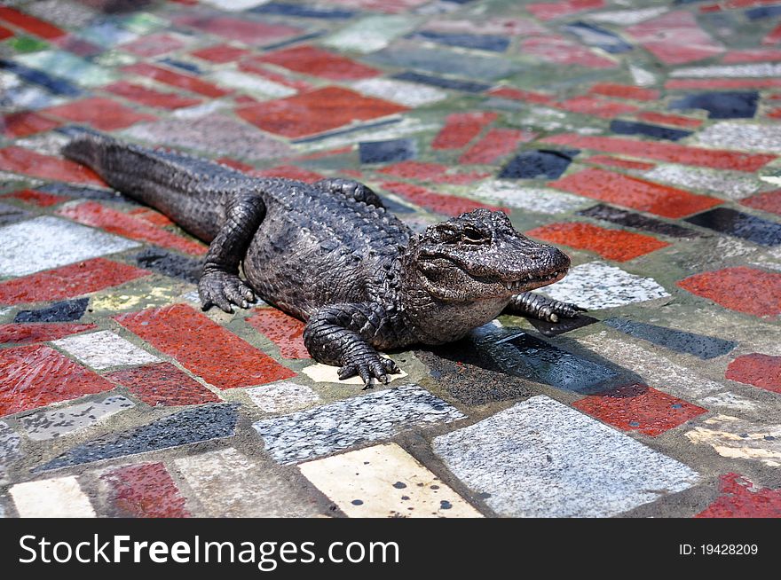 A vicious crocodile lying on the floor in the park