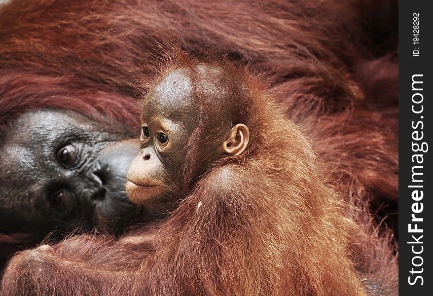 Baby Orangutan playing along side her mother, playful she seems, her movement is always under the eyes of the mother. Baby Orangutan playing along side her mother, playful she seems, her movement is always under the eyes of the mother.