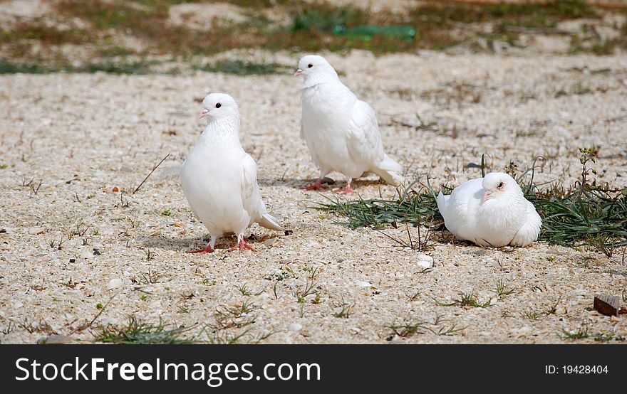 White pigeons on the sand