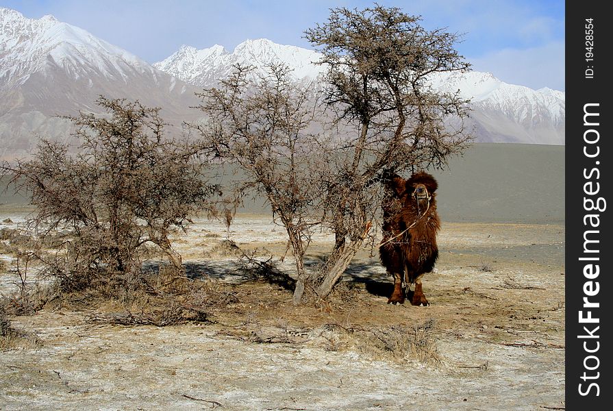 A double hump camel in the nubra valley of Ladakh Region, India