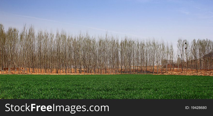 Wheat fields with poplar woods in spring.