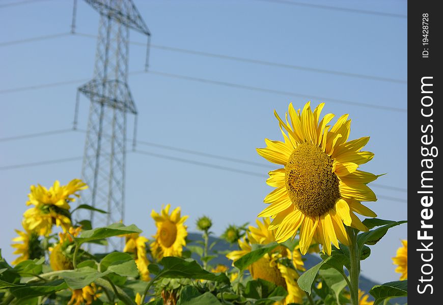 Sunflower field with power line in background. Sunflower field with power line in background