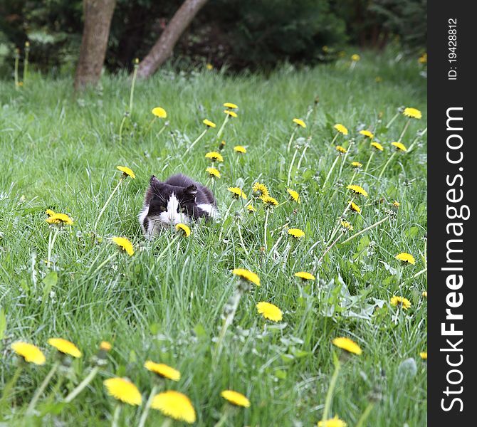 Cat on a lawn among dandelion flowers