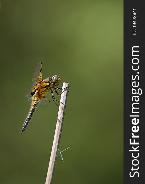 This Dragonfly (Libellula quadrimaculata) mainly lives by ponds, vernal pools, and slow flowing rivers. It can be identified by its brown colour and the four spots on the wings. This Dragonfly (Libellula quadrimaculata) mainly lives by ponds, vernal pools, and slow flowing rivers. It can be identified by its brown colour and the four spots on the wings.