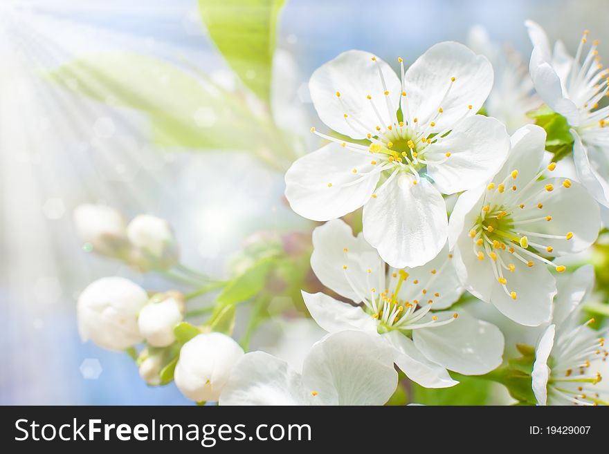 The Cherry blossoms. Spring awakening. The Cherry blossoms. Spring awakening