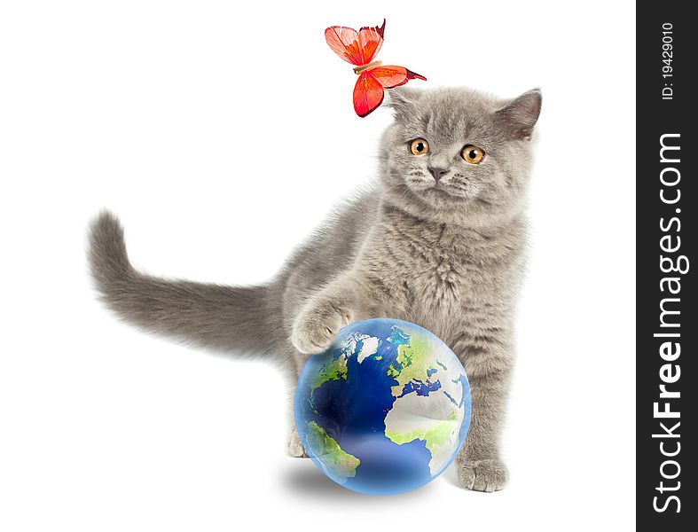 British kitten playing with earth planet isolated on white