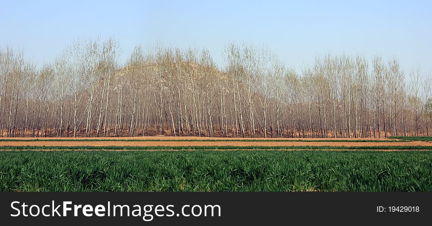 Wheat fields with poplar woods in spring.