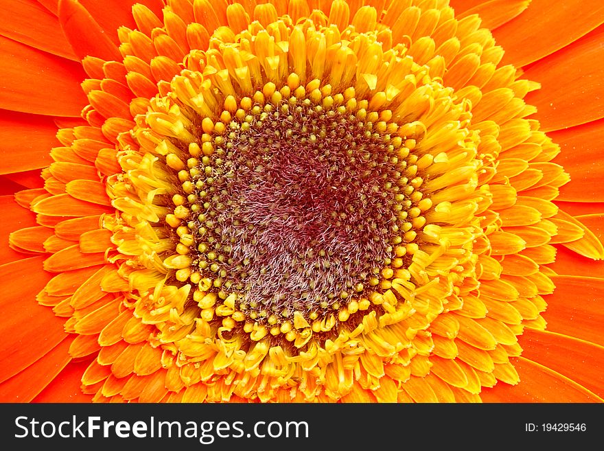 Flower of an orange gerber close-up macro