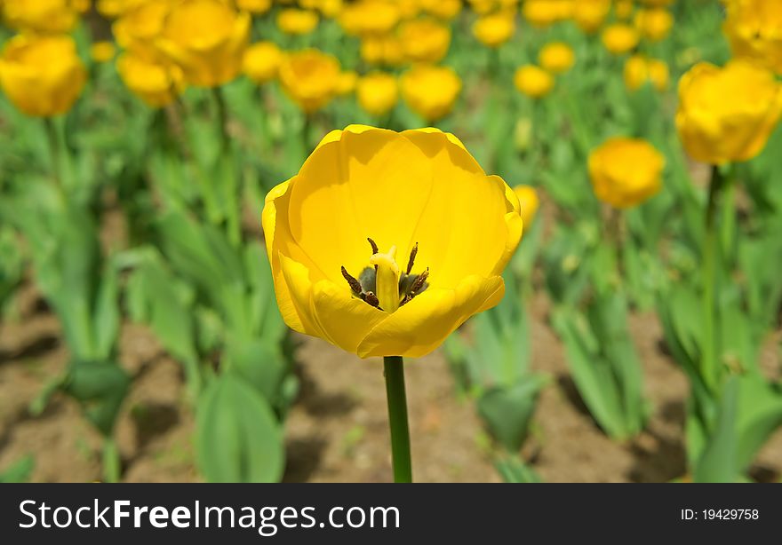 Yellow tulip in the beautiful field in spring. Yellow tulip in the beautiful field in spring.