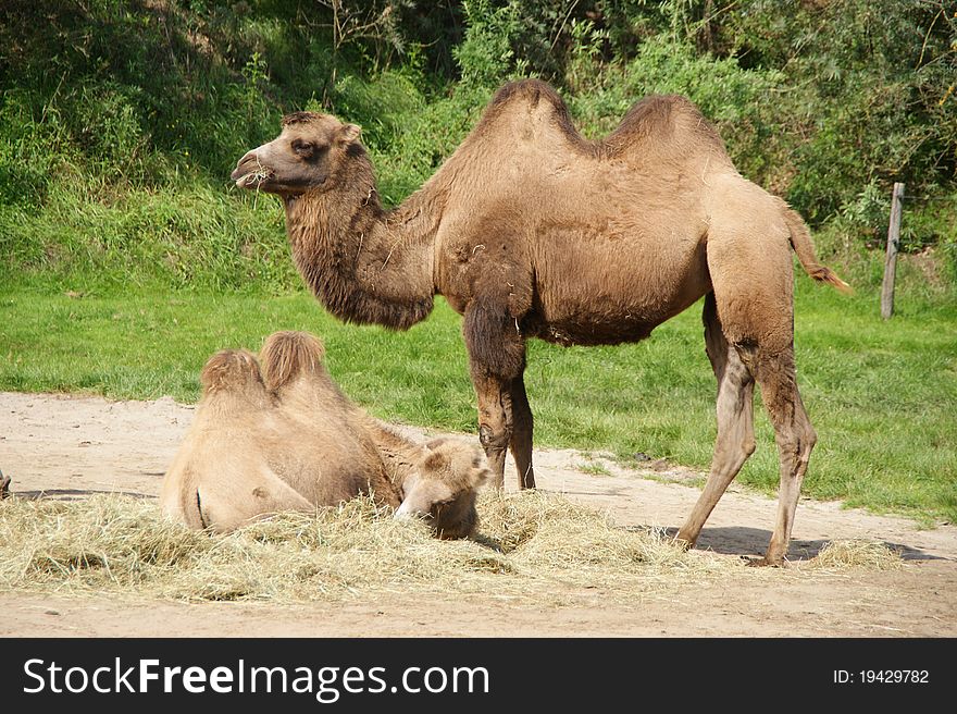 Camel and Young at the zoo