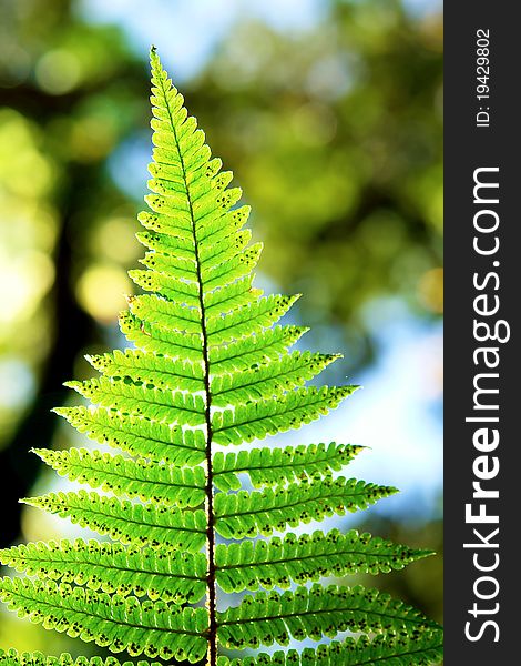 Fern plant leaf pattern detail. Fern plant leaf pattern detail