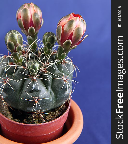 Cactus plant blooming with red flowers