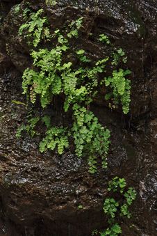 Black Wet Rock Covered With Green Plants Royalty Free Stock Images Black Wet Rock Covered With Green Plants Royalty Free Stock Images