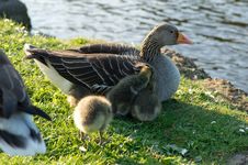 Baby Geese Royalty Free Stock Images