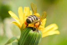 A Bee On A Dandelion Flower Stock Photos