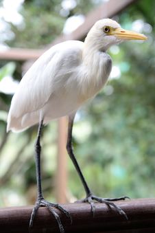 Great White Egret Stock Photography Great White Egret Stock Photography