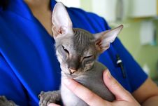 Sphinx Cat Sitting On The Veterinary Hands Royalty Free Stock Images Sphinx Cat Sitting On The Veterinary Hands Royalty Free Stock Images