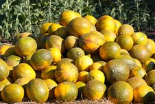 Melons Stock Photo Melons Stock Photo