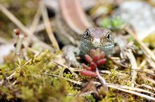 Lizard Portrait Stock Photography Lizard Portrait Stock Photography