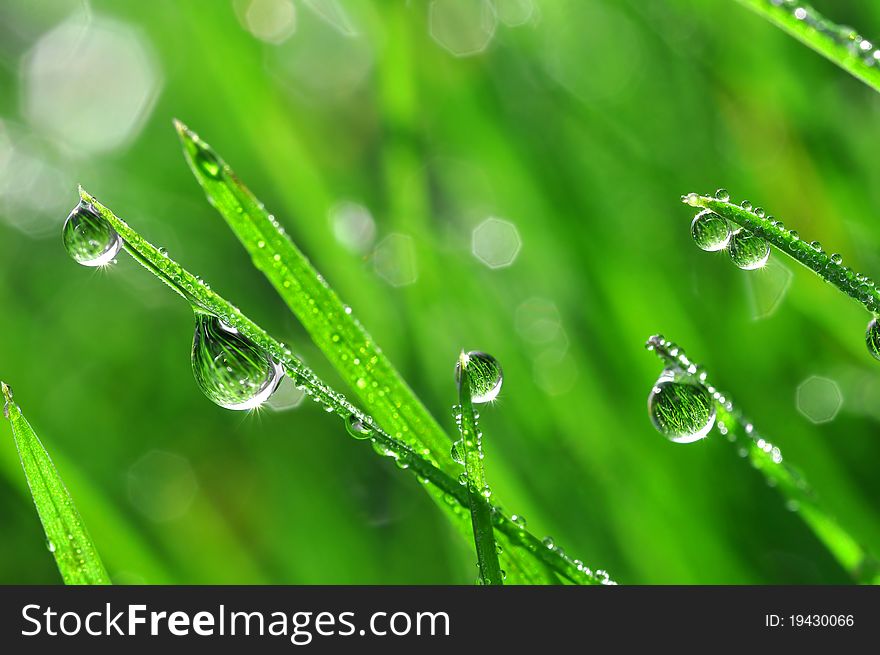 Fresh grass with dew drops close up. Fresh grass with dew drops close up