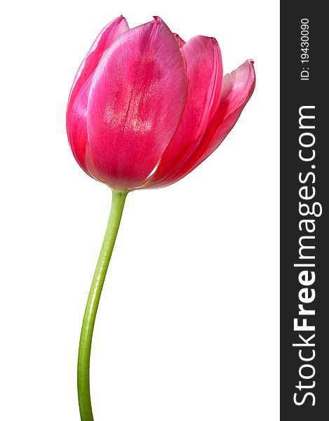 Pink tulip on the white background