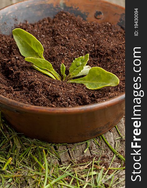 Young seedling growing in a soil in old metall bowl