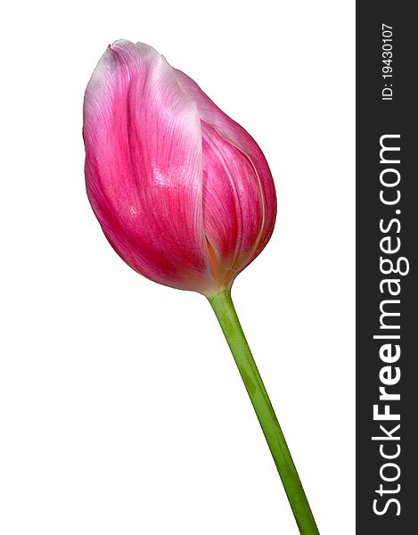 Beautiful pink tulip on an isolated background