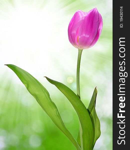 Beautiful pink tulip with blurred background