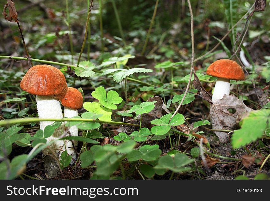 Orange fungus growing in the forest