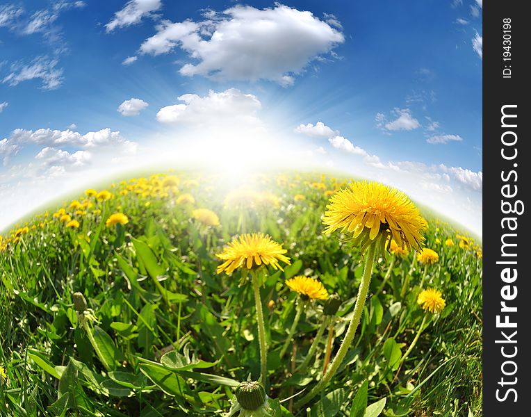 Beatiful dandelions in the meadow