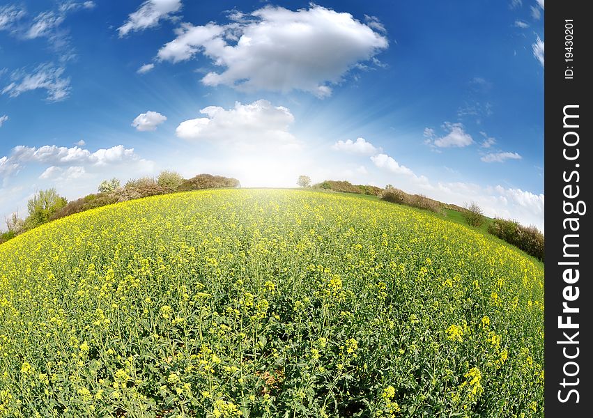 Fisheye view of rapeseed field. Fisheye view of rapeseed field