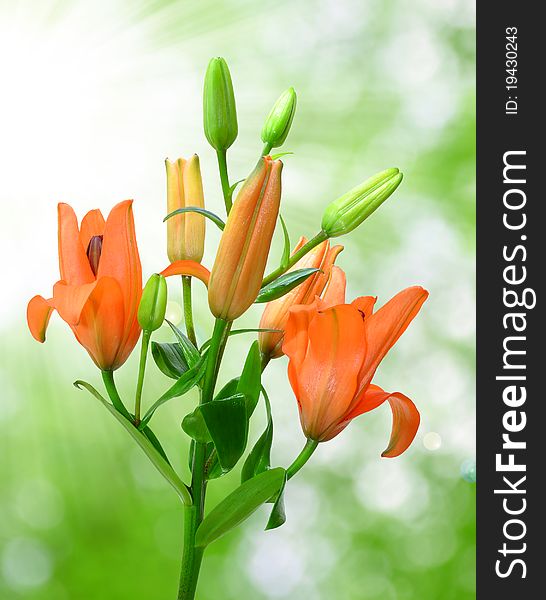 Flower lili on blurred background. Flower lili on blurred background