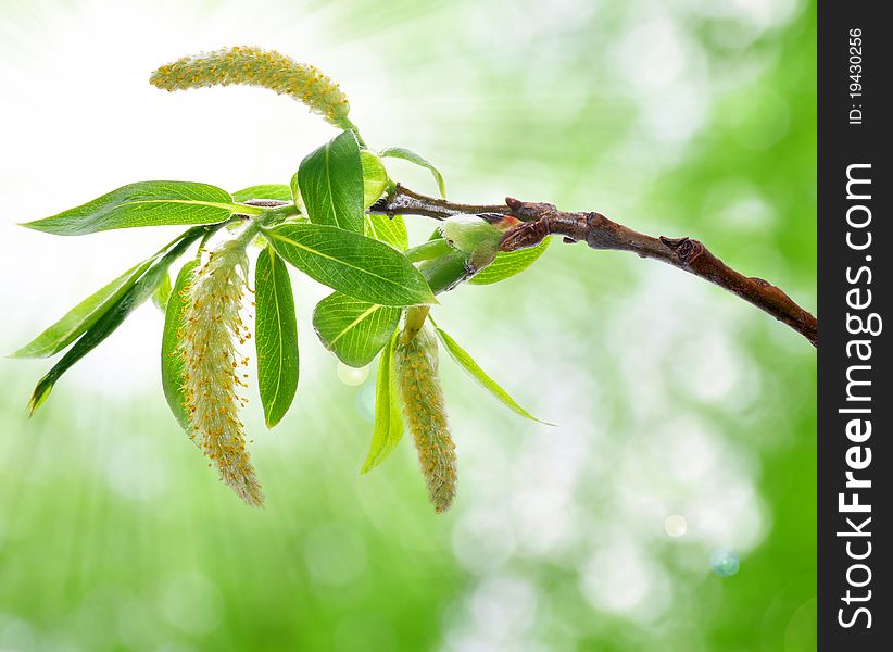 Spring branch on the blurred background