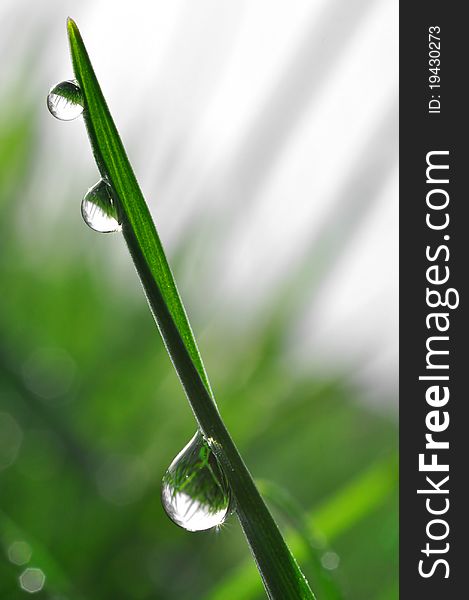 Fresh grass with dew drops close up