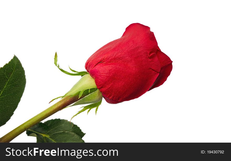 Red rose isolated on white background. Clipping path included. Red rose isolated on white background. Clipping path included.