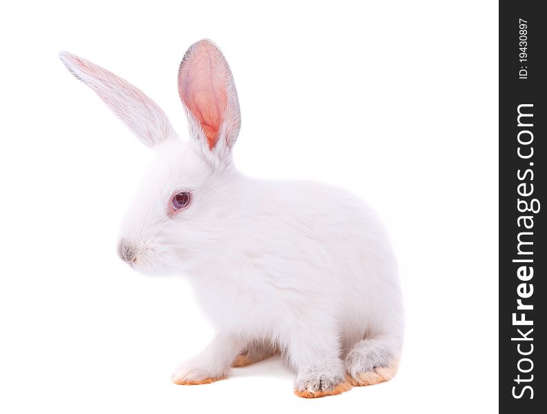 Rabbit on a white background. Rabbit on a white background