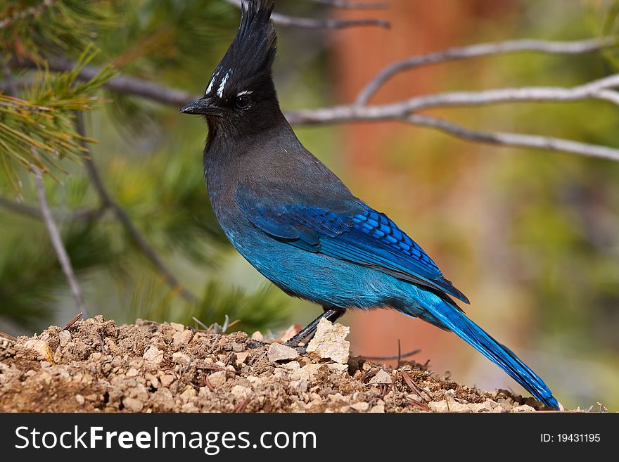 Blue Jay, Bryce National Park. Blue Jay, Bryce National Park