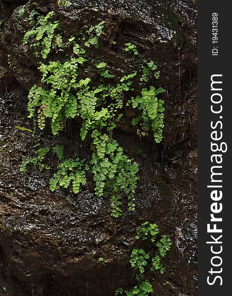 Black wet rock covered with green plants