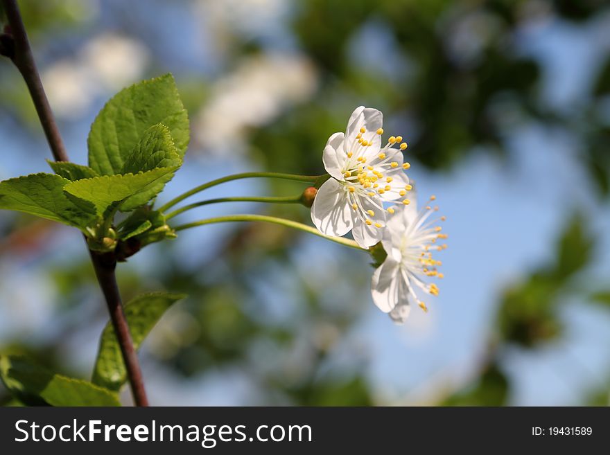 Blossoming cherry branch on a background of the sky