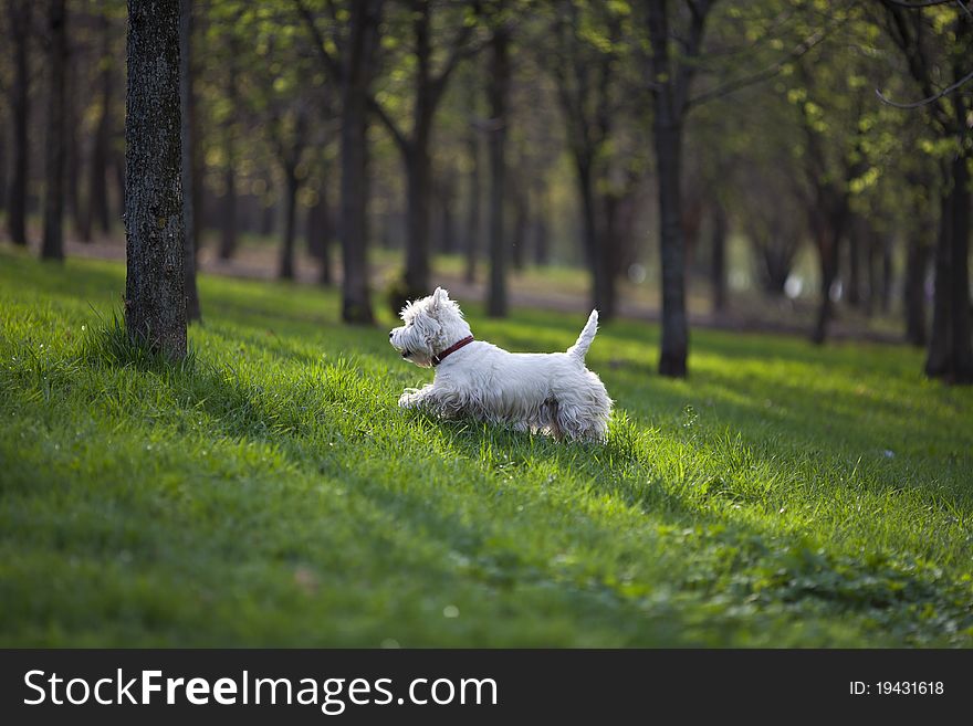 Small white terrier playing in park