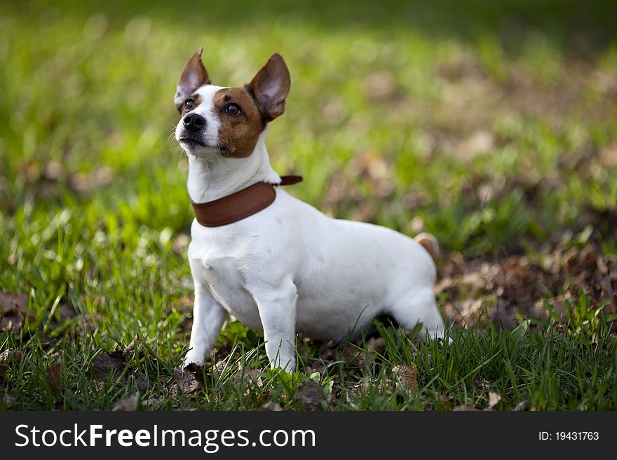 Jack russel terrier playing in park