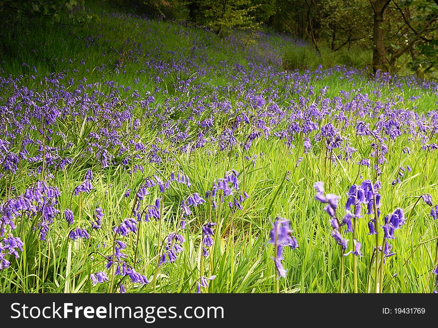 A Spring Meadow of Bluebells