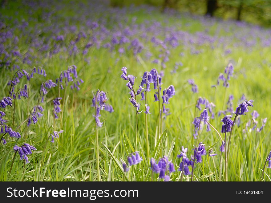 A Spring Meadow of Bluebells