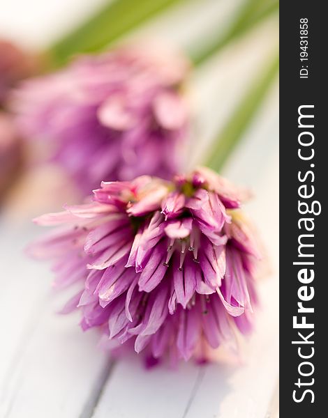 Close up of chive blossom. Close up of chive blossom